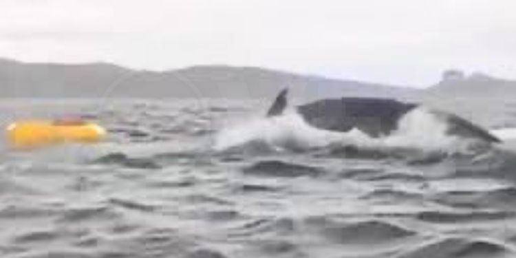 Joven es tragado y expulsado por una ballena en el Estrecho de Magallanes, Chile