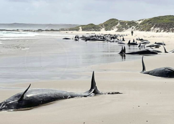 157 ballenas mueren o son sacrificadas tras quedar varadas en playa de Australia
