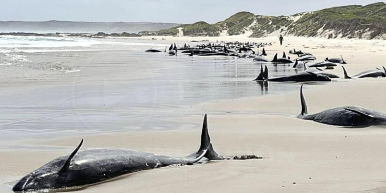 157 ballenas mueren o son sacrificadas tras quedar varadas en playa de Australia