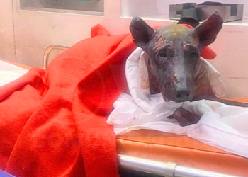 Muere perro con graves quemaduras tras explosión