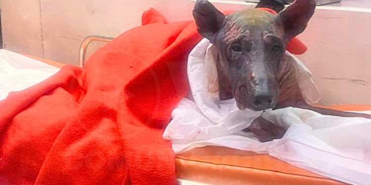 Muere perro con graves quemaduras tras explosión