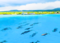 Más de 100 delfines sorprendieron a guardaparques en Galápagos