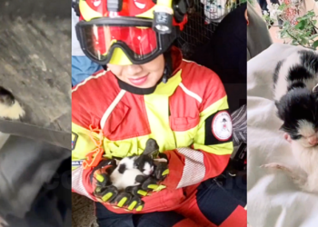 Emotivo rescate de cuatro gatos recién nacidos que estaban atrapados en el guardachoques de un auto en Quito