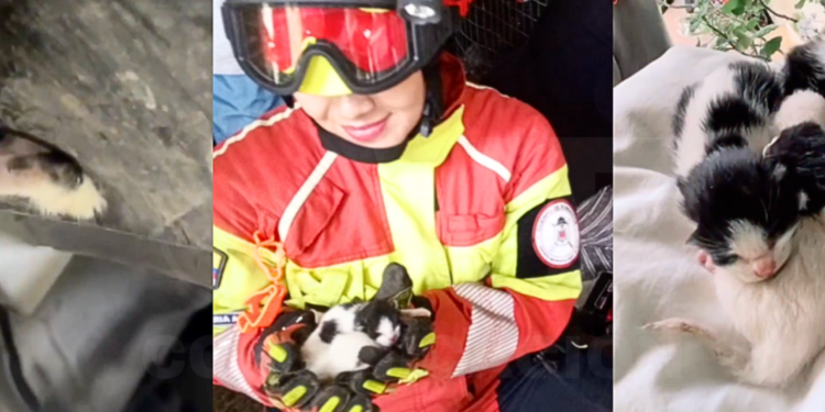 Emotivo rescate de cuatro gatos recién nacidos que estaban atrapados en el guardachoques de un auto en Quito