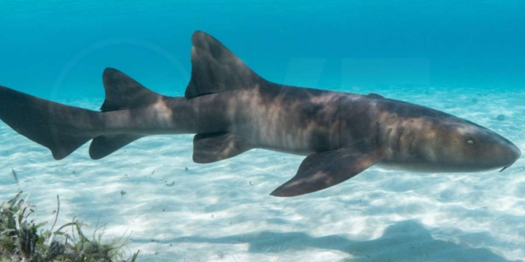 Turista casi pierde su mano tras ser atacada por un tiburón