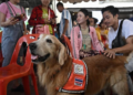 Perros de rescate tailandeses brindan apoyo emocional a víctimas del terremoto