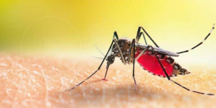 Ministerio de Salud confirma el primer caso de fiebre amarilla en Ecuador