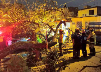 Un árbol cayó sobre un bus entre Sauces 3, norte de Guayaquil