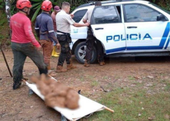 Adulto mayor sobrevive a deslave en Quilanga, Loja