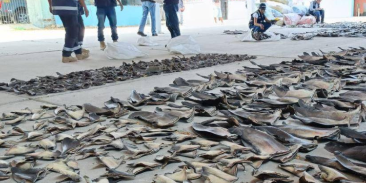 Manta: Hallazgo masivo de aletas de tiburón sin derivar en decomiso