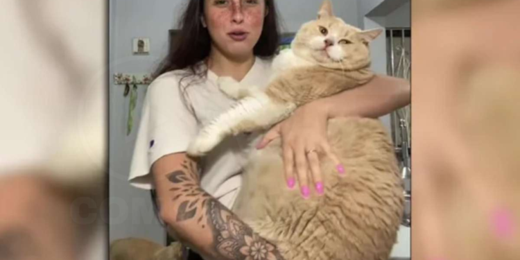 Gato gigante causa furor en redes sociales