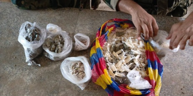 Militar y caninos logran decomiso millonario de droga en Ventanas