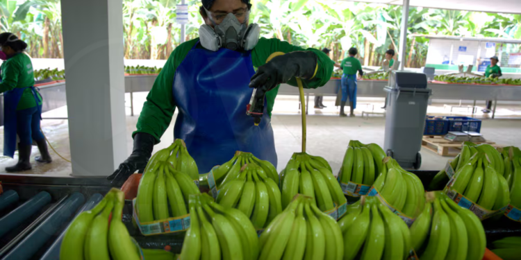 Exportación de banano de Ecuador creció en 2025