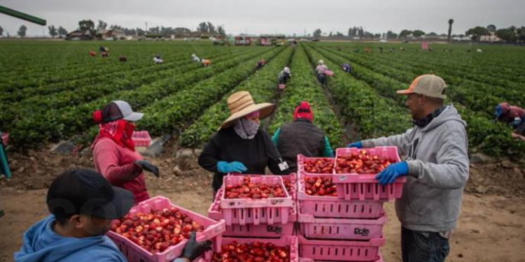 Trump protegerá a migrantes que trabajan en agricultura y hoteles en Estados Unidos
