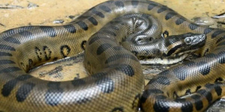 Serpiente gigante aparece en parque acuático de India