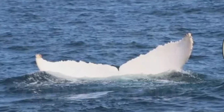 Ballena jorobada albina es vista por primera vez en aguas ecuatorianas