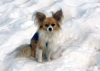 Un hombre cayó en una grieta de un glaciar en Suiza y su chihuahua lo salvó