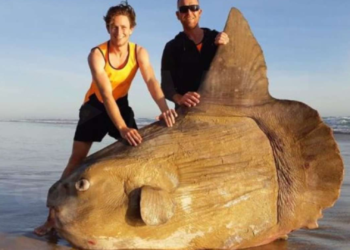 Un enorme pez luna sorprende a los visitantes de una playa en Oregon