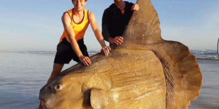 Un enorme pez luna sorprende a los visitantes de una playa en Oregon