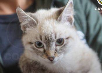 Cayambe actúa frente a denuncia de maltrato animal y garantiza la protección del gato afectado