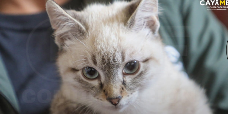 Cayambe actúa frente a denuncia de maltrato animal y garantiza la protección del gato afectado