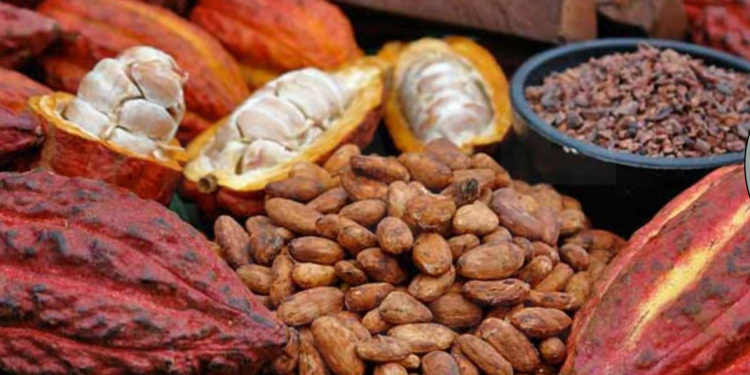 Descubrimiento arqueológico confirma: El cacao nació en Ecuador